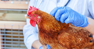 Identification des salmonelles en milieu avicole