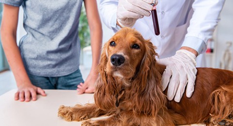 Blood testing in animals