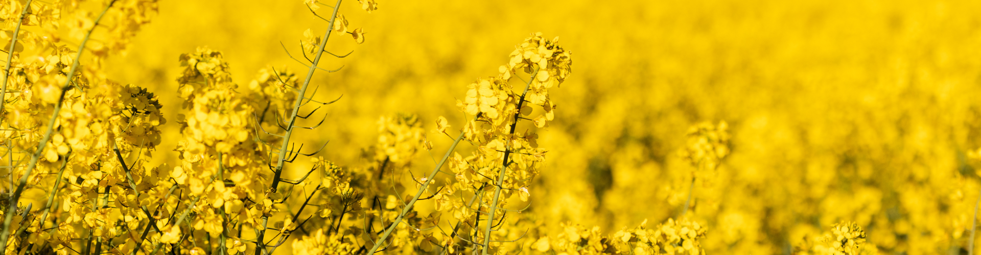 The Oilseed Processing Industry