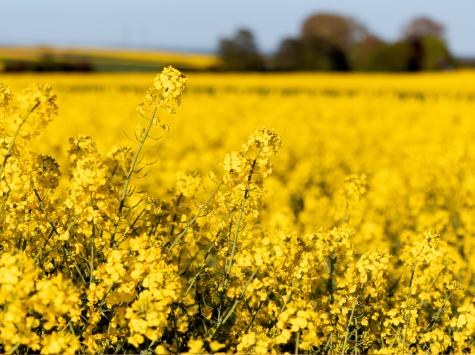 Designed for the oilseed industry