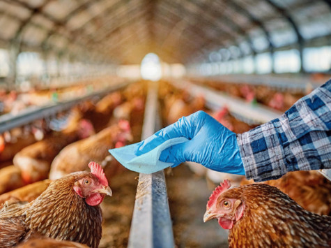 Ideal para una multitud de superficies