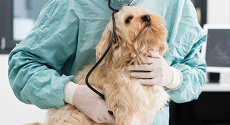 Puppy in healthcare worker's hands